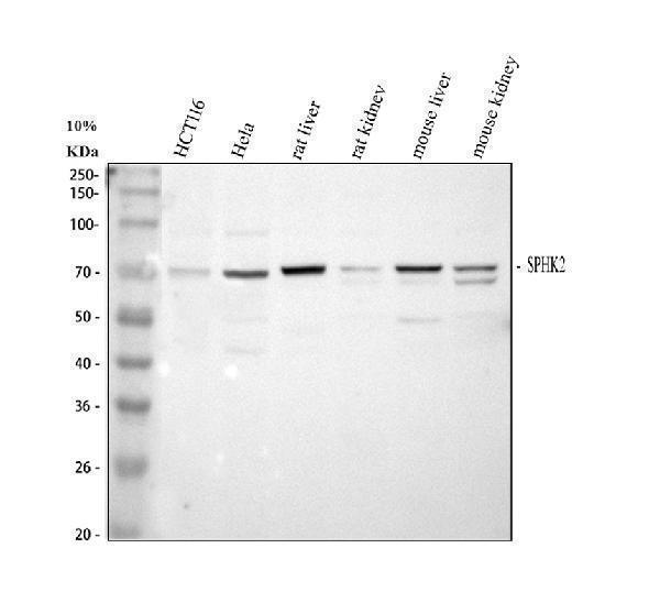 a01382 1 sphk2 primary antibodies wb testing 1_1