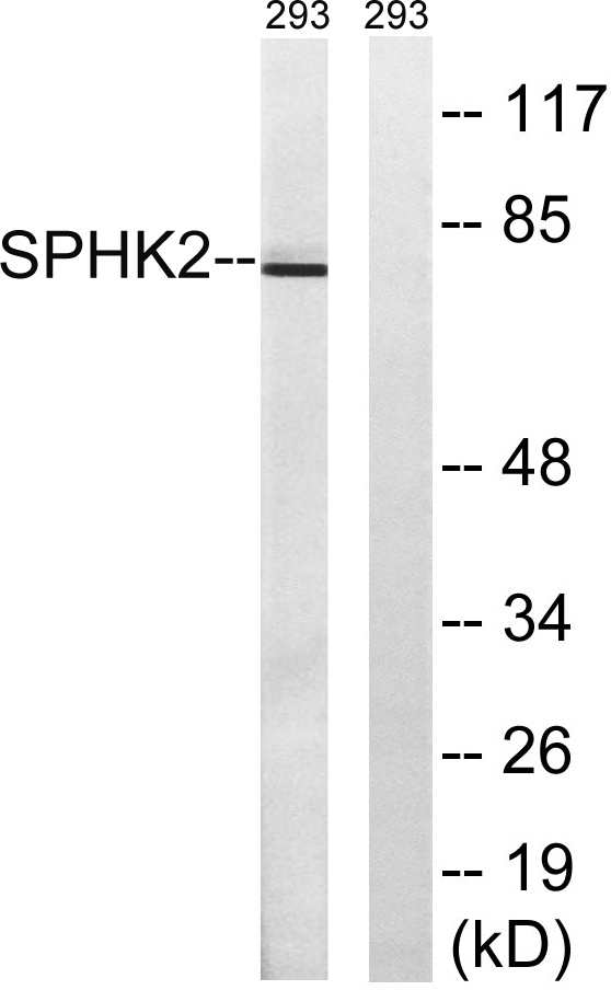 a01382 sphk2 primary antibodies wb testing 3