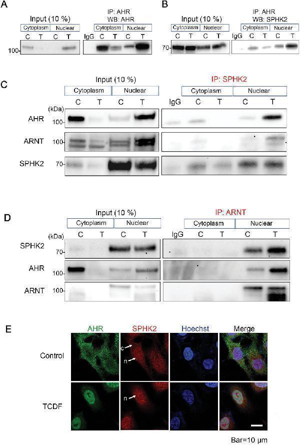 Endogenous AHR and SPHK2 interact in HeLa cells