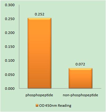 Enzyme-Linked Immunosorbent Assay (Phospho-ELISA) for Immunogen Phosphopeptide (Phospho-left) and Non-Phosphopeptide (Phospho-right), using SPHK2 (Phospho-Thr614) Antibody