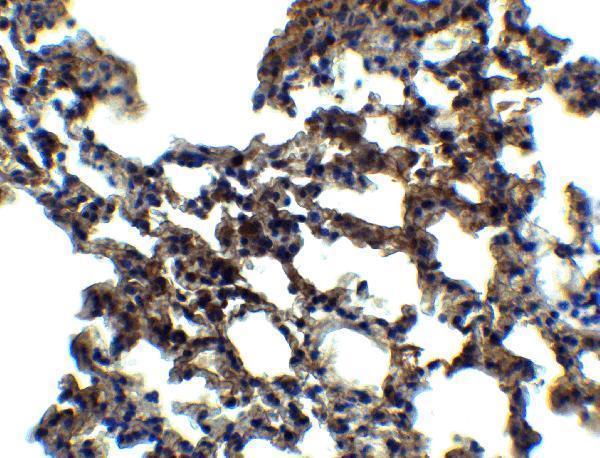 a01384 1 eif2ak2 primary antibodies ihc testing 6