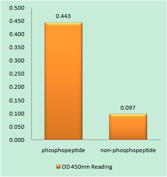 Enzyme-Linked Immunosorbent Assay (Phospho-ELISA) for Immunogen Phosphopeptide (Phospho-left) and Non-Phosphopeptide (Phospho-right), using PKR (Phospho-Thr258) Antibody