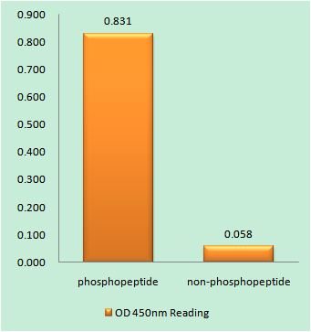 Enzyme-Linked Immunosorbent Assay (Phospho-ELISA) for Immunogen Phosphopeptide (Phospho-left) and Non-Phosphopeptide (Phospho-right), using PKR (Phospho-Thr451) Antibody