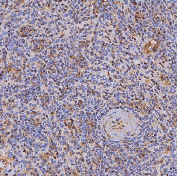 a01385 3 itk primary antibodies ihc testing 2