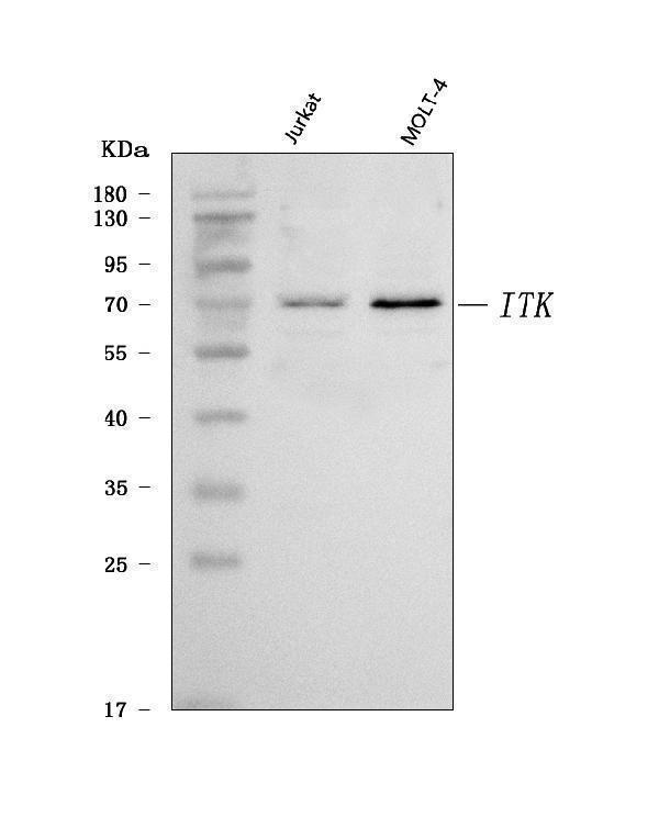a01385 3 itk primary antibodies wb testing 1