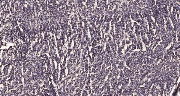 a01385 itk primary antibodies ihc testing 1