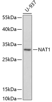 a01386 nat1 primary antiboties wb testing 1