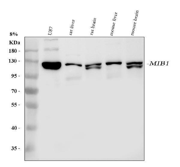  Western blot analysis of Mib1 using anti-Mib1 antibody (A01387-1)