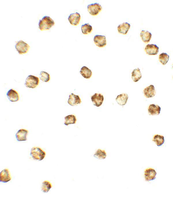 a01387 mib1 primary antibodies icc testing 2