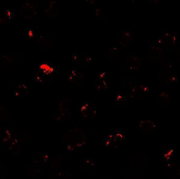 a01387 mib1 primary antibodies if testing 3