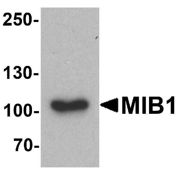 a01387 mib1 primary antibodies wb testing 1