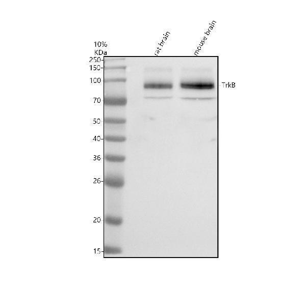 a01388 4 ntrk2 primary antibodies wb testing 1