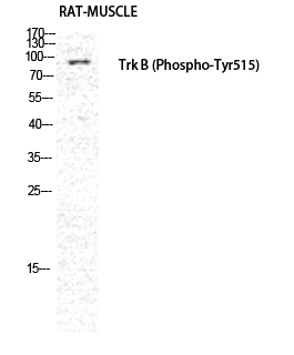 Western Blot analysis of RAT-MUSCLE cells using Phospho-Trk B (Y516) Polyclonal Antibody diluted at 1:1000