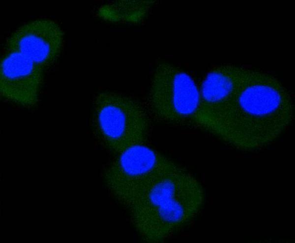 ICC staining phospho -TrkB(Y817) in PANC-1 cells (green)
