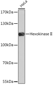 a01389 1 hk2 primary antiboties wb testing 1