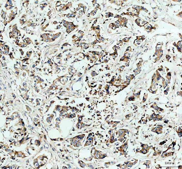 a01389 hk2 primary antibodies ihc testing 1