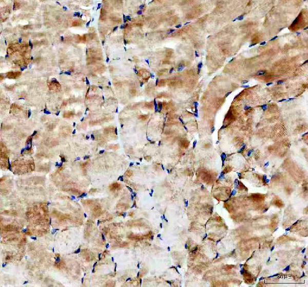 a01389 hk2 primary antibodies ihc testing 2
