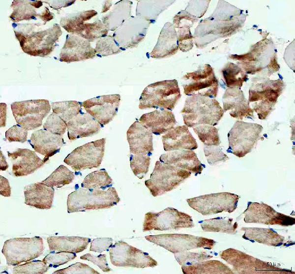 a01389 hk2 primary antibodies ihc testing 3