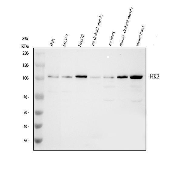 a01389 hk2 primary antibodies wb testing 1_1