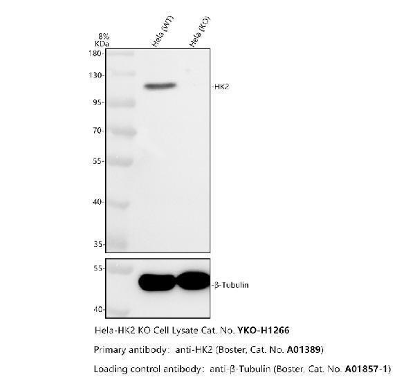 a01389 hk2 primary antibodies wb testing 2