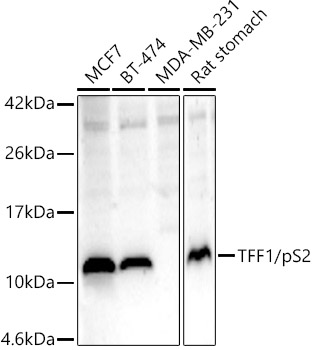 a01391 2 tff1 primary antiboties wb testing 1