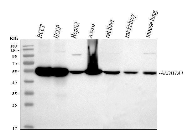 a01392 aldh1a1 primary antibodies wb testing 1