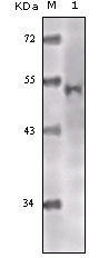 Western Blot analysis using TIP60 Monoclonal Antibody against truncated TIP60 recombinant protein