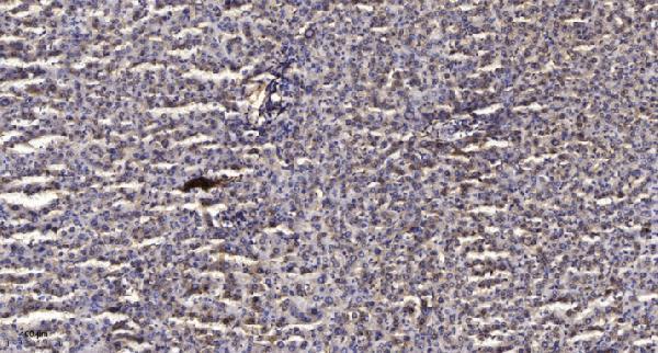 a01393 kat5 primary antibodies ihc testing 1