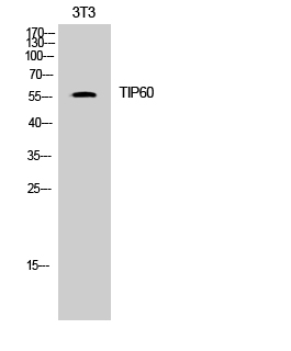 a01393 kat5 primary antibodies wb testing 2