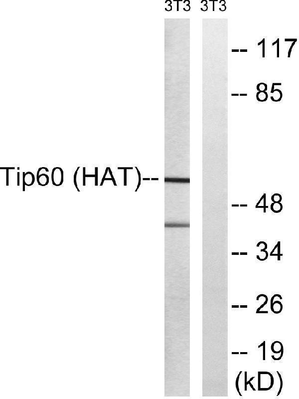 a01393 kat5 primary antibodies wb testing 3