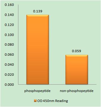 a01393s90 kat5 primary antibodies elisa testing 1