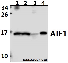 Western blot (WB) analysis of AIF1 polyclonal antibody at 1:500 dilution
Lane1:Jurkat whole cell lysate(40ug)
Lane2:The Thymus tissue lysate of Mouse(40ug)
Lane3:The Spleen tissue lysate of Rat(40ug)
Lane4:RAW264