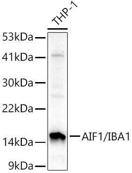 Western blot analysis of extracts of THP-1 cells, using IBA1 antibody at 1:1000 dilution