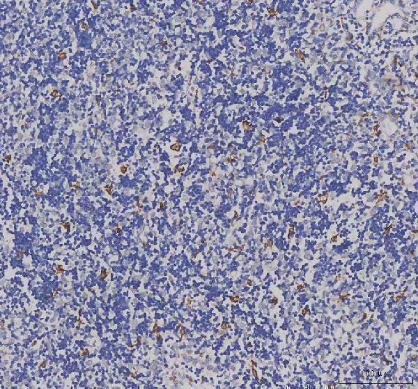 a01394 aif1 primary antibodies ihc testing 2