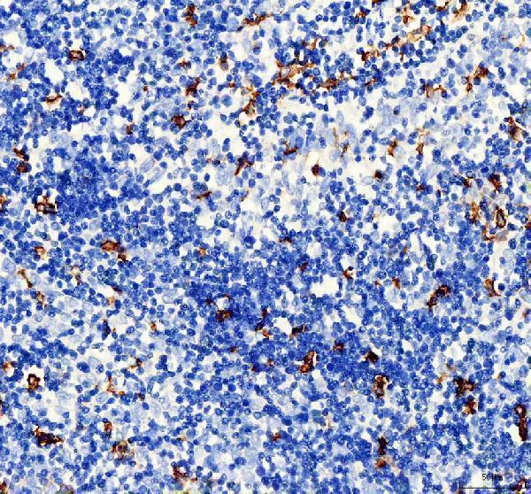 a01394 aif1 primary antibodies ihc testing 3