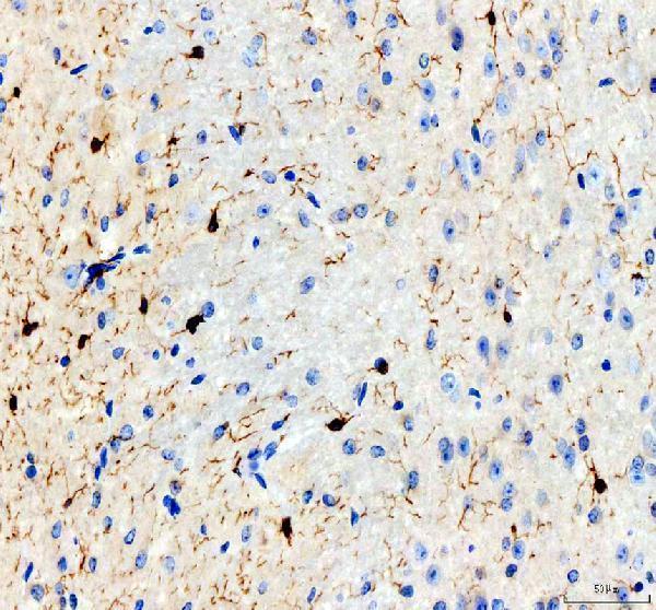 a01394 aif1 primary antibodies ihc testing 4