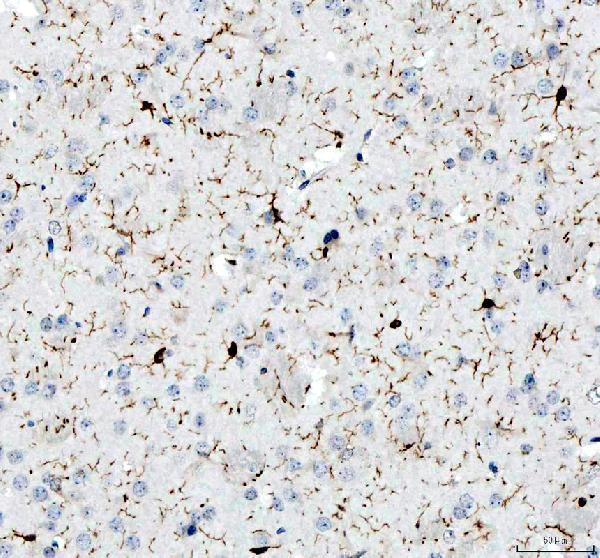 a01394 aif1 primary antibodies ihc testing 5