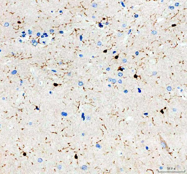 a01394 aif1 primary antibodies ihc testing 6