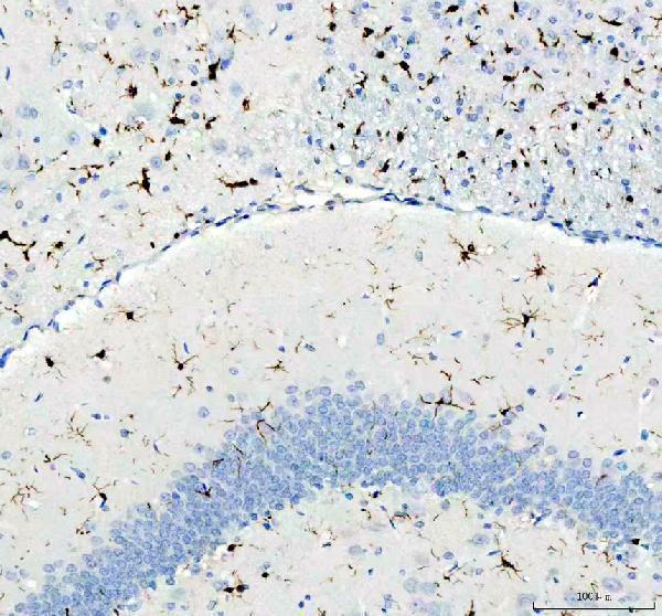 a01394 aif1 primary antibodies ihc testing 7
