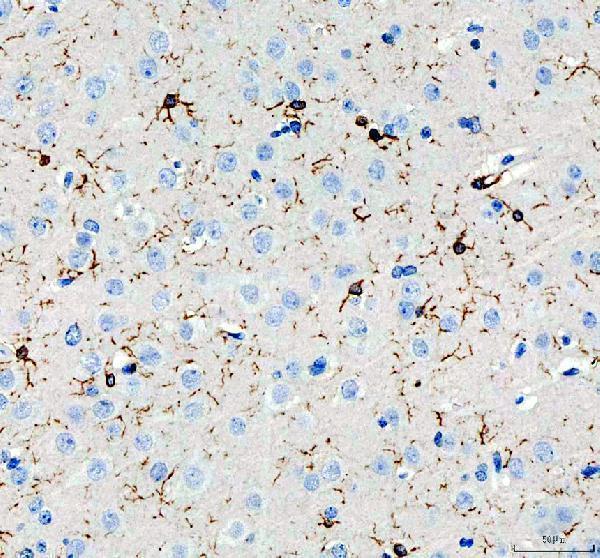 a01394 aif1 primary antibodies ihc testing 8