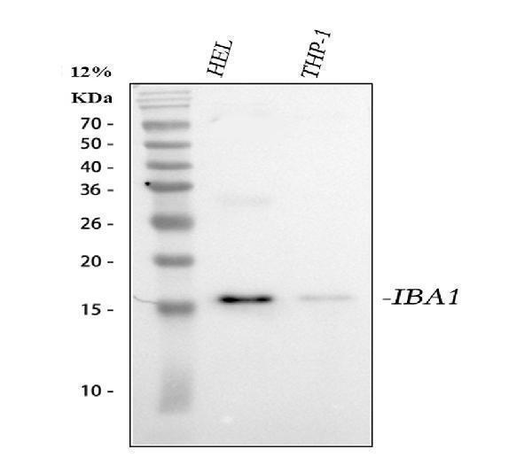 a01394 aif1 primary antibodies wb testing 1