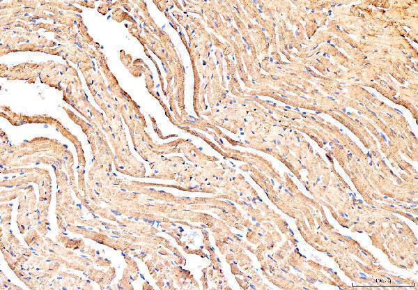 a01395 1 pln primary antibodies ihc testing 2
