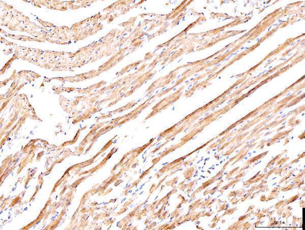 a01395 1 pln primary antibodies ihc testing 3