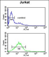 PLB-T17 Antibody flow cytometric analysis of Jurkat cells (bottom histogram) compared to a negative control cell (top histogram)