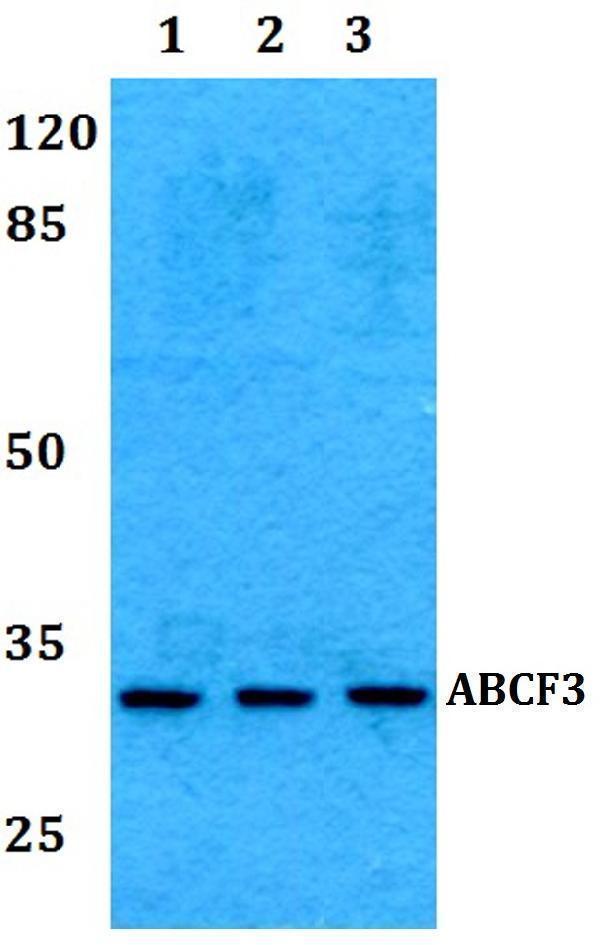 Western blot (WB) analysis of RAD1 polyclonal antibody at 1:500 dilution
Lane1:A549 whole cell lysate
Lane2:Raw264