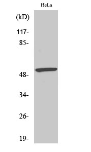a01398s408 mef2a primary antibodies wb testing 2