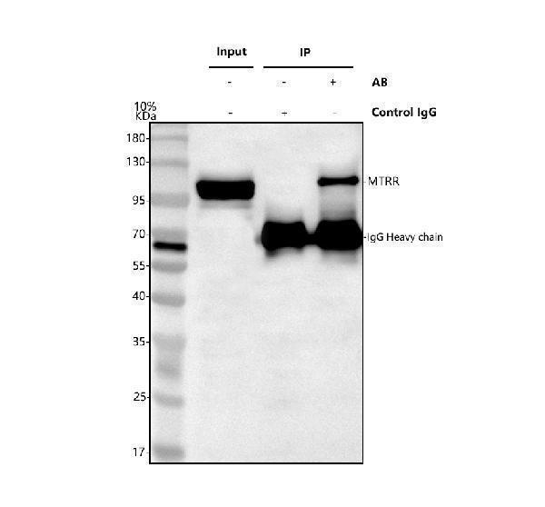 a01401 1 mtrr primary antibodies ip testing 1