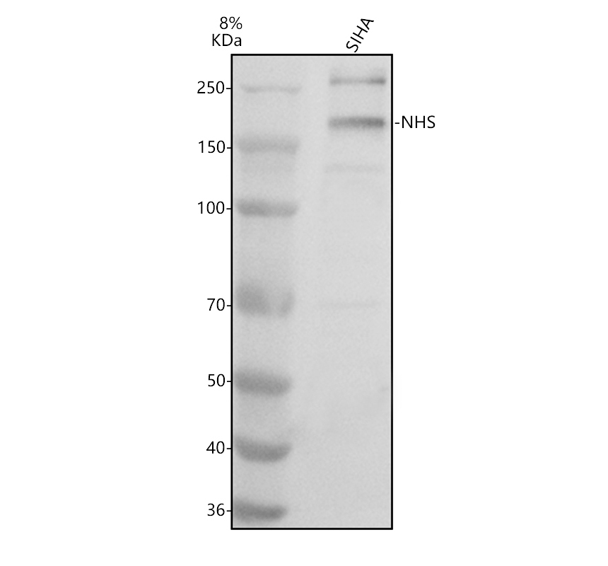 a01402 nhs primary antibodies wb testing 1