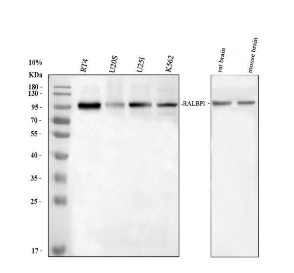 a01403 1 eif4g1 primary antibodies wb testing 1