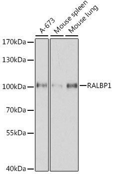 a01403 ralbp1 primary antiboties wb testing 1